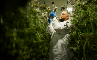 Man Harvesting Cannabis.